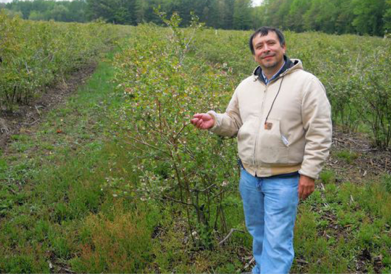 Researcher standing by blueberry bushes in a field.
